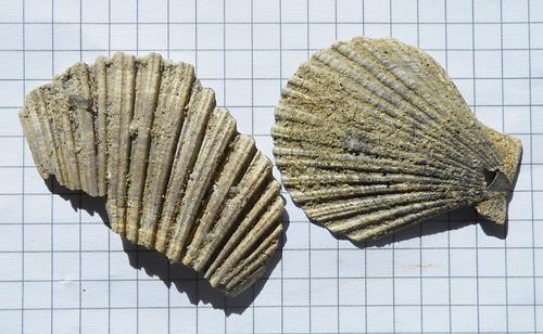 Chlamys Fossilien Natur im AustriaForum